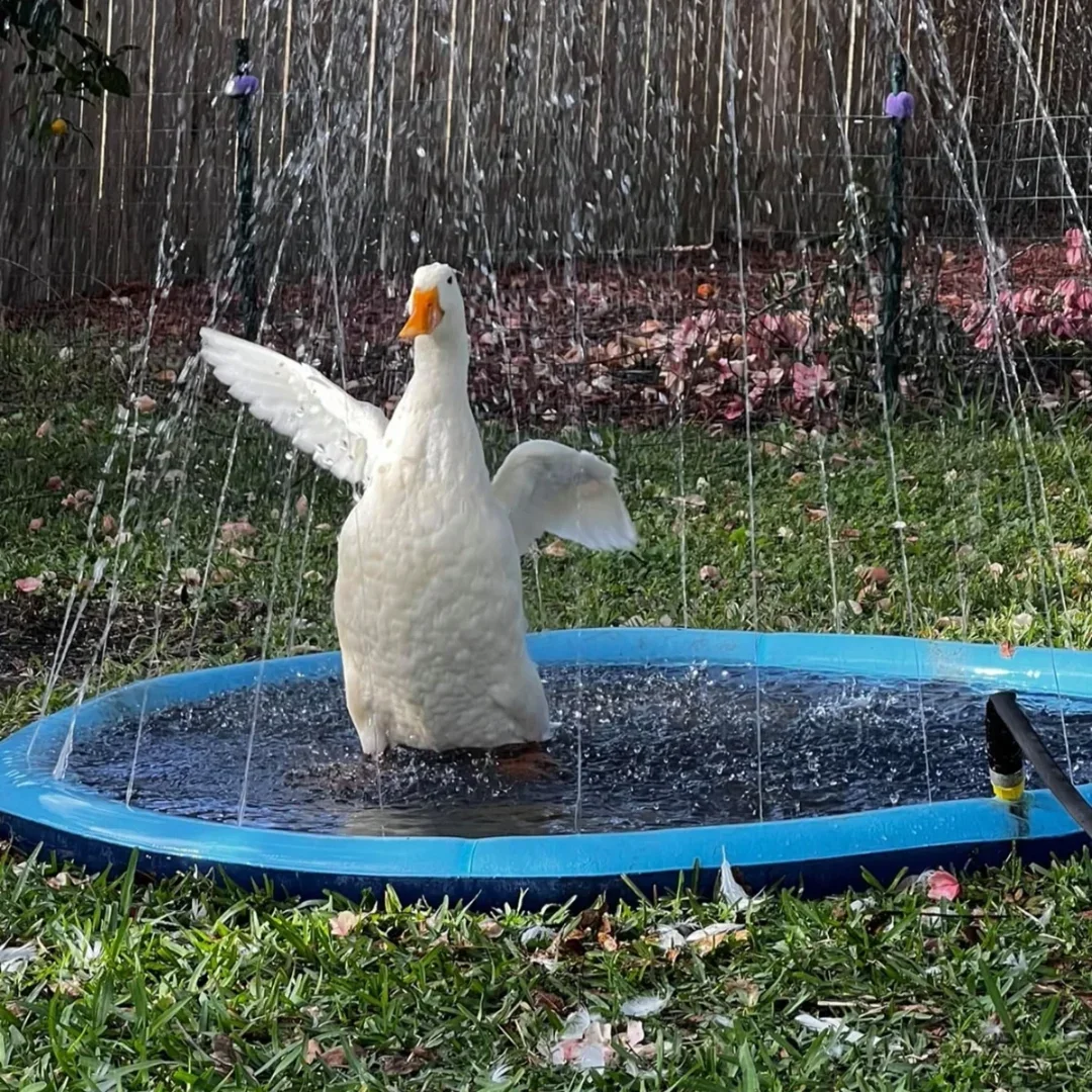 100/150/200 Cm Zomer Huisdier  - Slip Slide Water Mat recensie en prijs